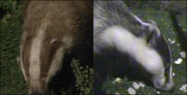 Erythristic badger on the left and normal badger on right