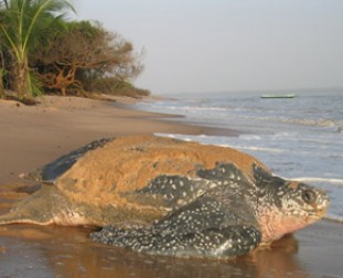Leatherback Turtle by the University of New Hampshire