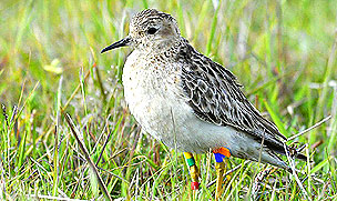 Playerito o chorlito canela Foto: gentileza Joaquín Aldabe