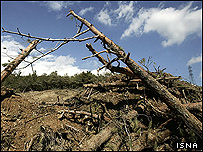 قطع درختان کاج در پارک جنگلی لويزان تهران