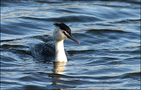 Bird on Lavell's Lake
