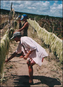 Meninas trabalham com os papais no sisal