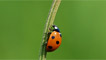 ladybird on a stem