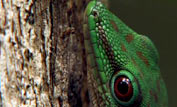 day gecko in a tree