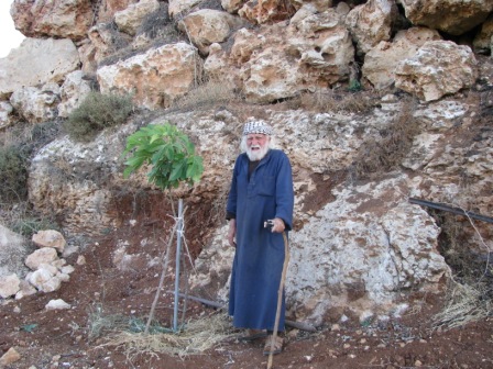 My grandfather who ages more than 95 years is standing beside a small fig tree planted by himself