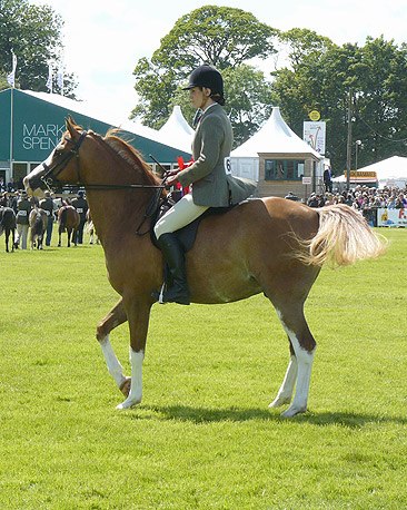 Arab gelding 'Zydeek' at the Royal Highland Show