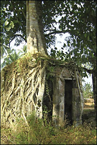 A tree grows on top of a house