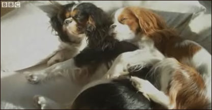 Cena do documentário mostra cavalier King Charles spaniels doentes