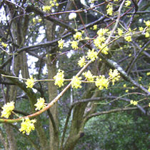 Cornus mas