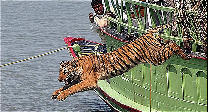 बाघिन को छोड़ते वनकर्मी