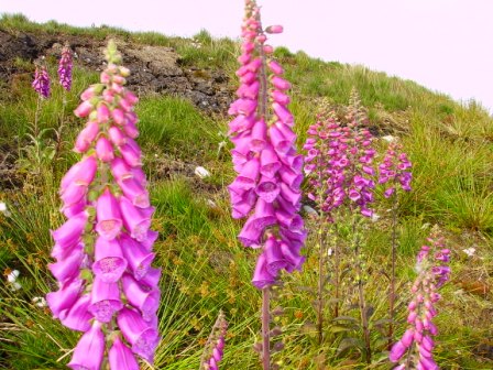 Foxgloves by roadside in North Uist