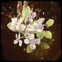 Orychophragmus violaceus 