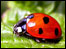 Ladybird