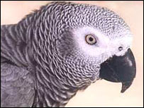 Papagaio cinza africano