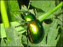 The Tansy Beetle
