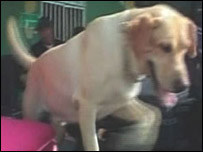 Agata the police dog