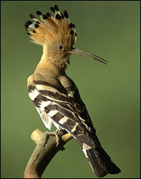 دملاچرګک يوډول