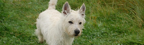 Hamish, a West Highland Terrier dog