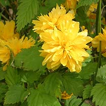 Kerria japonica 'Pleniflora'