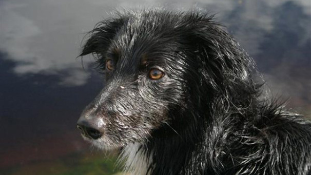 Selkie the dog (courtesy of Claire Sharp)