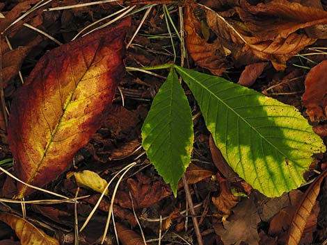 Autumnal leaves in Pollok Park, Glasgow. Photo courtesy of David Palmer