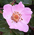 Rosa canina