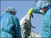 Châu Âu đã bị cúm gia cầm đe dọa