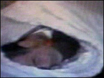 Imagem feita por telefone celular de corpo de Saddam