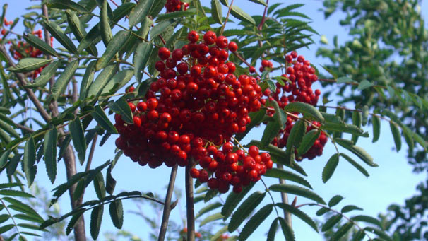 Rowan berries (courtesy of Mike Close)