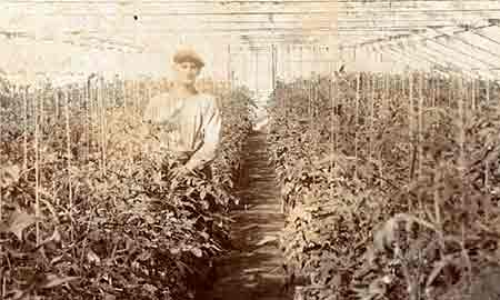 Tomato growing c 1920s