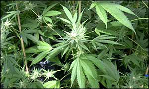 Konopí se v medicíně užívá například v Nizozemsku 