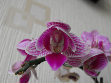 Orchid