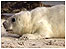 Seal pups video