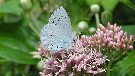 Holly blue butterfly