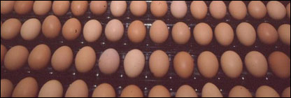 Eggs