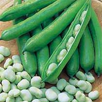 Broad bean 'Optica'. Image supplied by Dobies