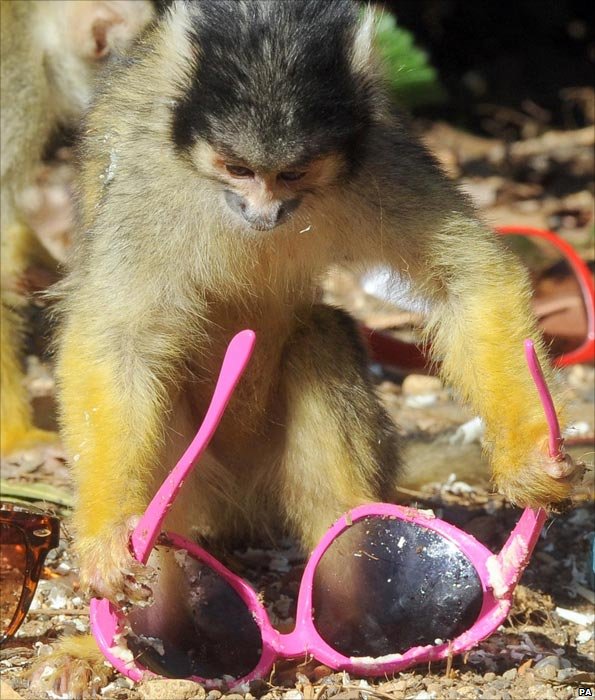 Monkey plays with sunglasses