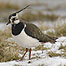 Lapwing (Image c/o RSPB Images and Chris Gomersall)