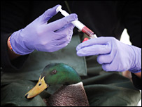 Thử cúm gia cầm ở vịt