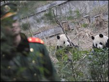 Lính TQ chăm lo cho hai con gấu trúc mà TQ tặng Đài Loan