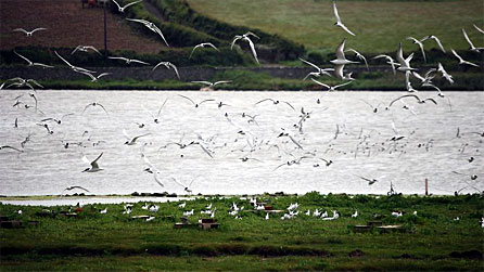 tern3.jpg