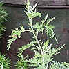Artemisia afra