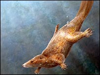 Representação de castor cujo fóssil foi encontrado na China (imagem cortesia de Mark A Klinger/CMNH)