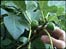 Green figs