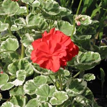 Pelargonium