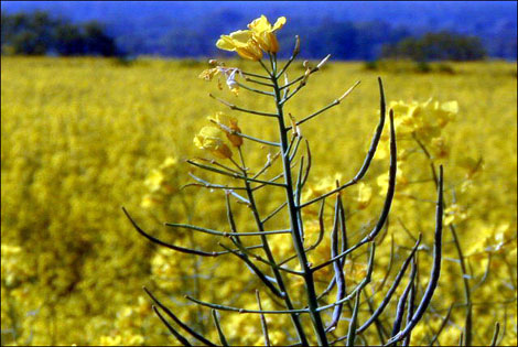 Rapeseed