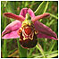 Coast activities (Image: Bee Orchid c/o Natural England and Peter Wakely)