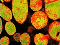 माइकोप्लाज़मा जेनिटेलियम