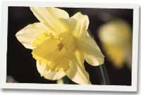 Daffodils