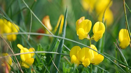 flowers3.jpg